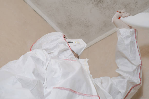 Best Attic Mold Removal  in Cordova, AL
