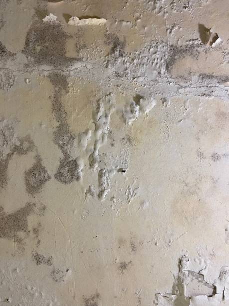 Mold Testing and Removal in Cordova, AL