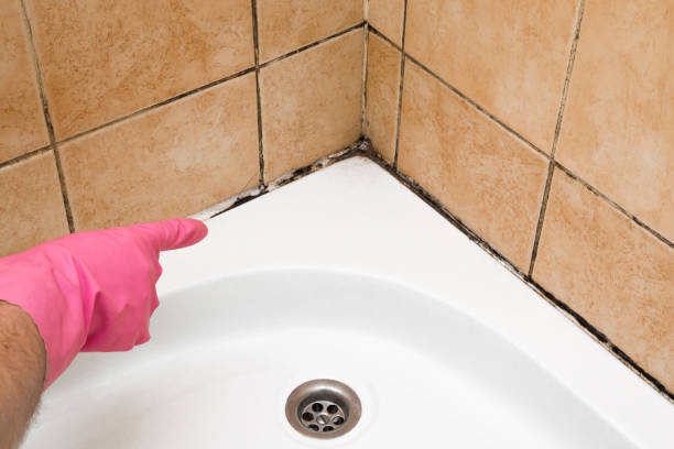 Best Mold Cleaning Services  in Cordova, AL