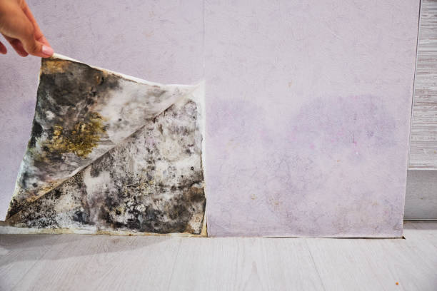 Best Best Mold Removal Companies  in Cordova, AL